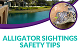 Concerned about an alligator? Alligator sightings safety tips
