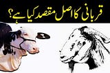 Qurbani Ke Masail