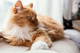 Top 10 Cat Breeds in India: A Guide to Choosing Your Feline Companion