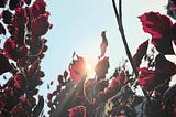 A close-up view of red leaves on tree branches with the sun shining through them. The sunlight creates a glowing effect around the edges of the leaves, highlighting their vibrant color against the bright sky. The background includes more branches and leaves, adding depth to the scene. The overall composition captures the beauty of nature with the interplay of light and color.