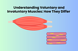 Understanding Voluntary and Involuntary Muscles: How They Differ