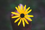 a hand holding a yellow flower