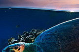 Underwater in the Bay of Bengal