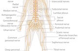 Pathology: Part II (Could PEM be a symptom of neural strain?)