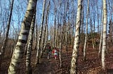 My kids walking through a wood of bare birch trees, blue sky.