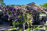 Purple flowers covering a trellis in my backyard.