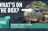 Haw River State Park: Eastern Box Turtle