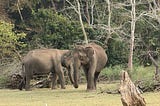 Musings of a Naturalist — a trunk full of tales