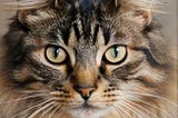 Stop guessing what your cat wants. Start understanding.