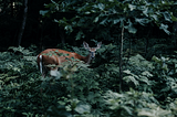 Picture of white tail deer in densely wooded area