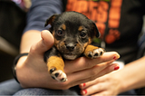 Canine Parvovirus Should Not Be a Death Sentence in Animal Shelters