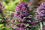 Why Cannabis can be purple