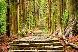 Warm green path in the middle of a forest with stone steps. The Kumano Kodo trail in Japan. Forest bathing for mindfulness.