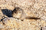 Why Rocky Landscapes Are Essential to the Dassie Hyrax’s Survival
