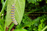 A photo of a monarch butterfly caterpillar eating a milkweed leaf. The caterpillar is encircled by yellow, white, and black stripes.