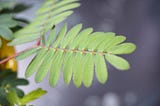 Bite-size Biomimicry: Sensitive Plant