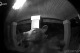Black and white surveillance image from a Ring doorbell surveillance camera showing a bear on someone’s front porch. The bear seems to be small and might be standing on its hind legs, looking around peacefully.