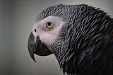 Species Differences In Vocal Learning By Parrots