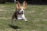 running dog