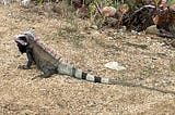 Being Watched By Iguanas In The USVI Is Creepy