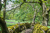 Track near Starbotton, Yorkshire Dales / England