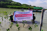 Mangrove, tree, Jakarta