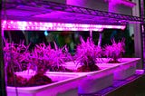What is the light needed by plants?