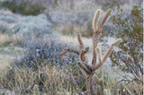 Cholla Cactus in Desert