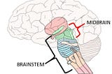 Bridges Builder: Learn new things about Midbrain