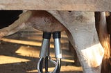 milking machine for cows