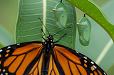 Monarch Butterfly, wings expanded, on a milkwood plant leaf, underneath 2 Pupae Chrysalises