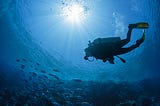 solo diver diving with fishes