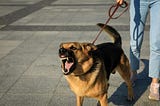 How to Stop Dog Aggression quickly and easily