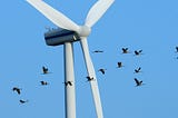 A Long List Of Things That Kill More Birds Than Windmills Do