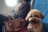 How to bring your dog from Indonesia to USA in aircraft cabin.