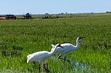 Whooping Cranes