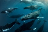 A whale-safe ocean is good for people