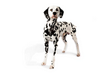 An image of a dalmatian