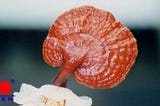 #Solving_reproductive_problems_(Reishi_mushroom)