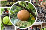 Washington State Food Insecurity Rises