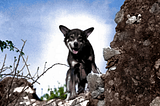 From Family Pet to Frontline Hero: The Story of Chips the War Dog