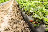 Oxford Farmer Talks Strawberries