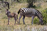 What makes Tanzania a popular destination for wildlife safaris?