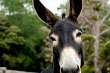 What Can A Donkey Teach Us That We Don’t Learn in School?