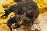 Tortishell kitten stares at camera with her head on circles of plywood cutout.