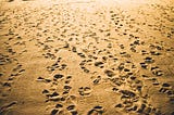 A sandy beach with hundreds of footprints going in all directions