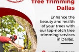 Expert Tree Trimming Dallas Texas Tree Transformations Services