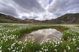 Cotton fields in Landmannalaugar, southern Iceland