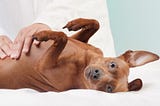 Home remedy for upset stomach for dogs — Best 5