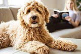 Simple ways to improve your dog’s health